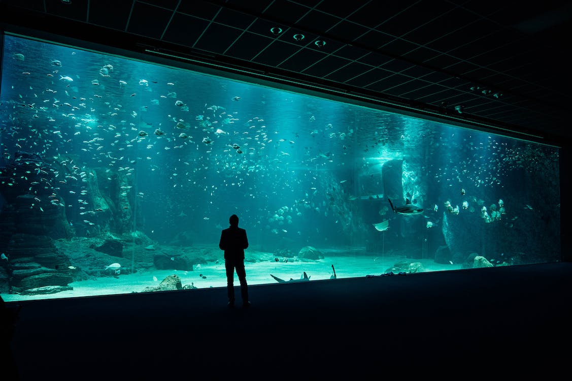 silhouette of a man standing in front of a huge aquarium