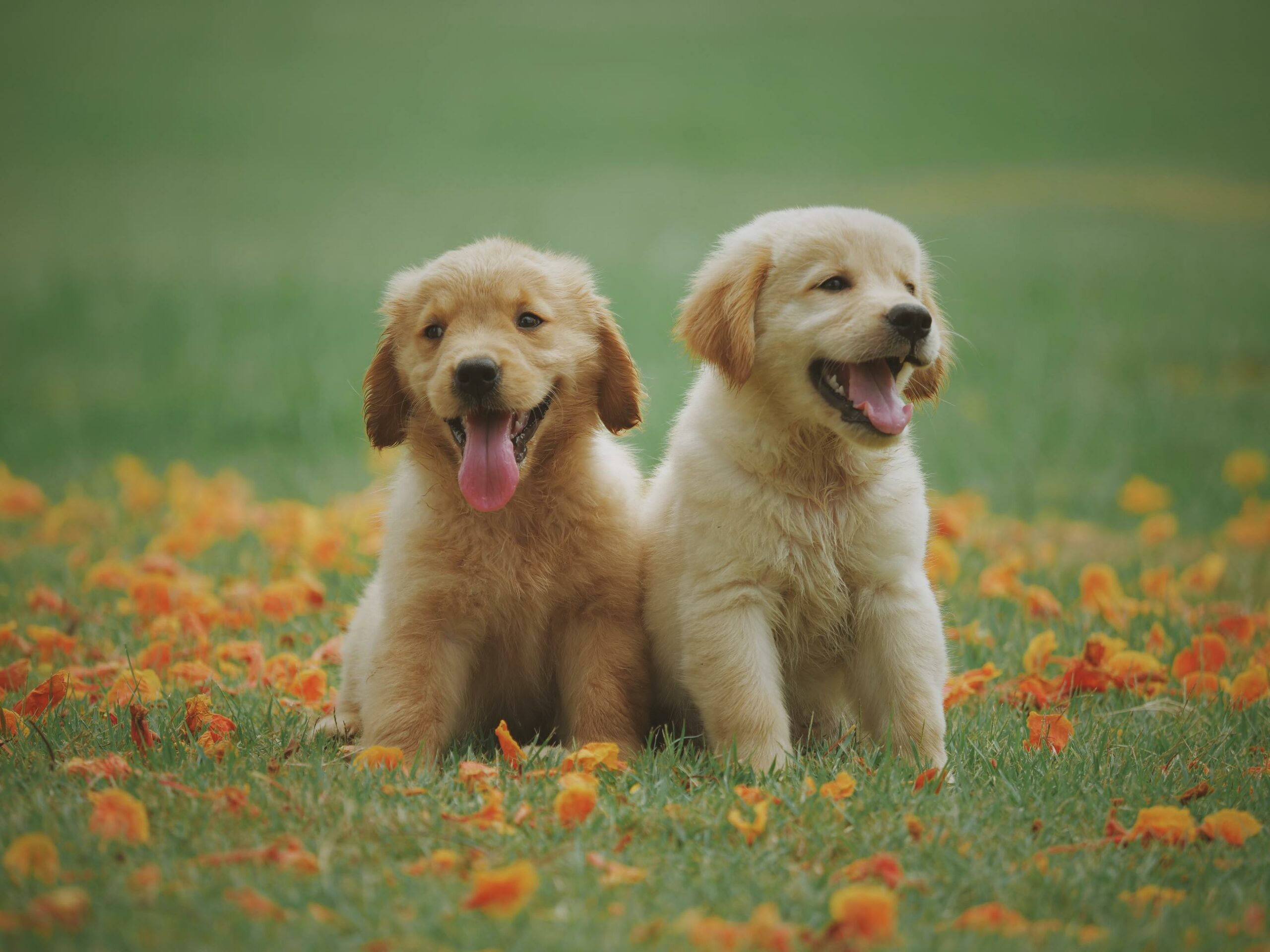 two labrador retriever puppies on a grass field
