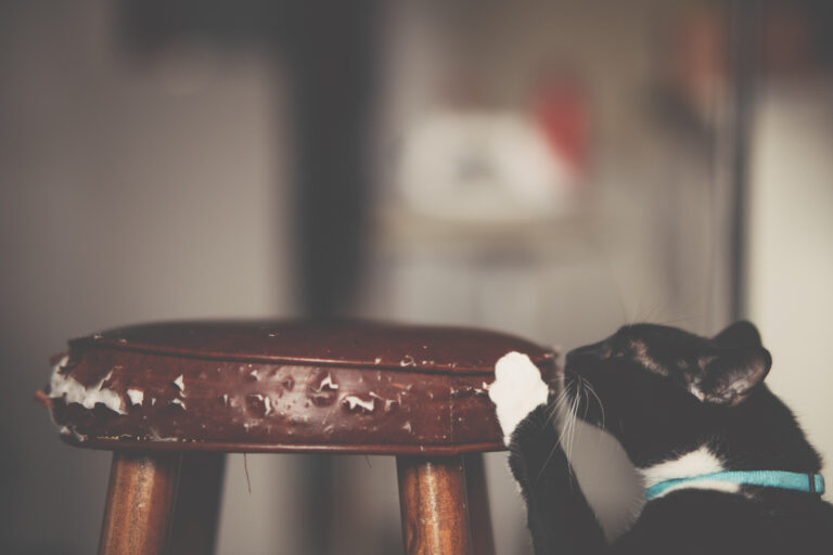 close-up of cat scratching a stool