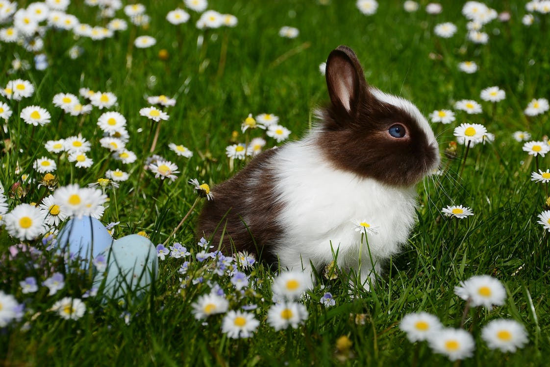 pet bunny in a garden