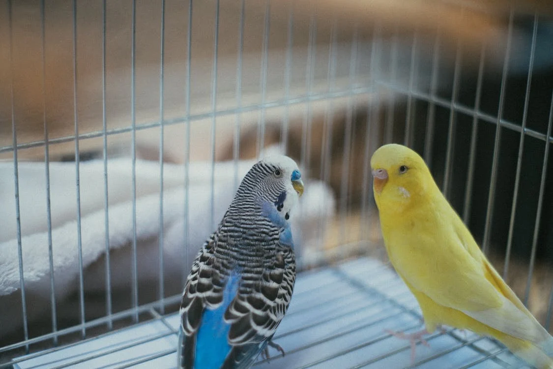 yellow and blue birds in a cage