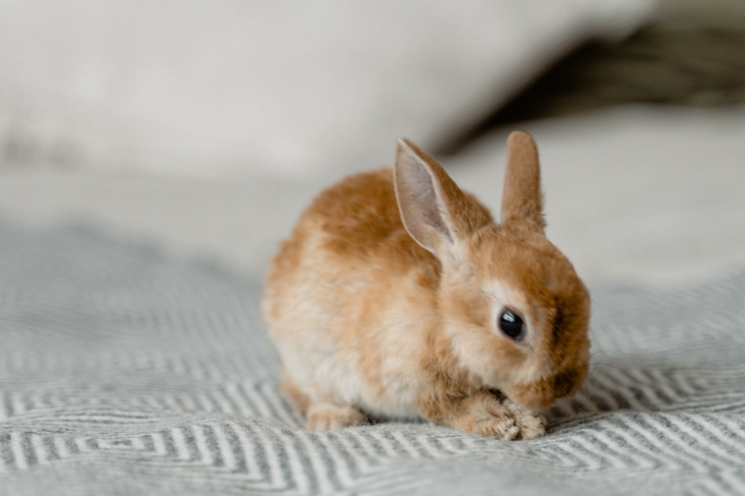 brown rabbit on white and gray textile