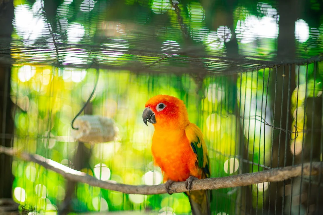 orange and yellow baby parrot perched on a branch