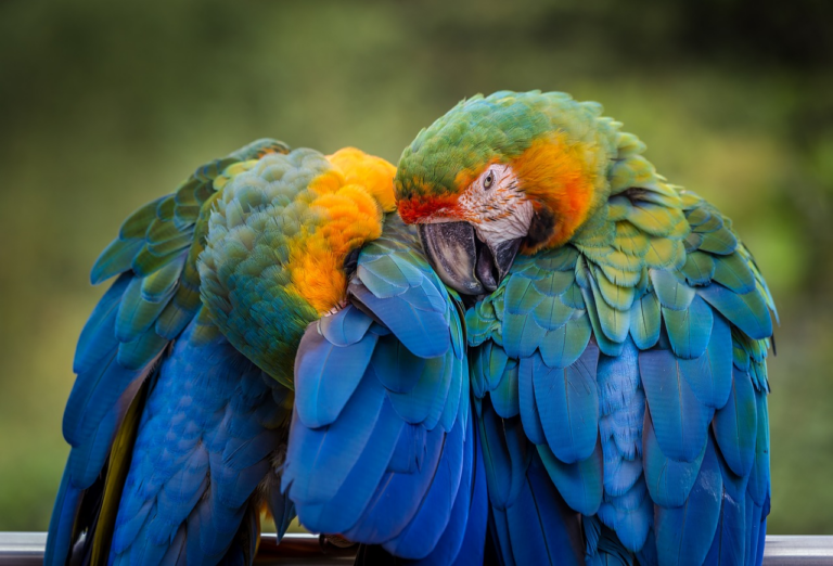 two blue parrots preening their feathers