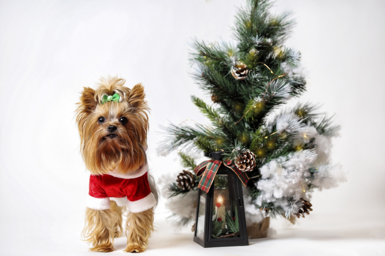 dog in santa pet costume besides christmas decorations