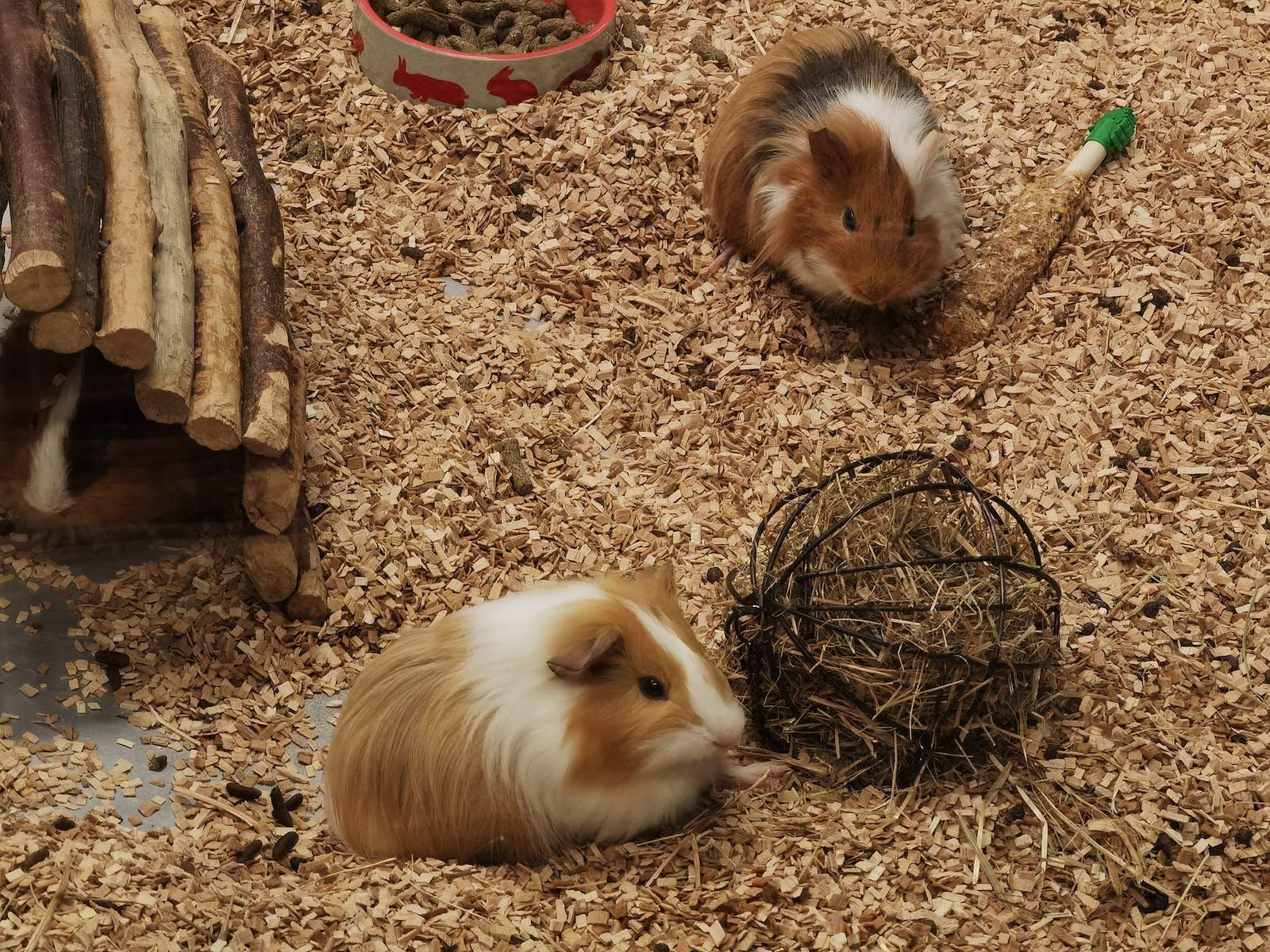 guinea pigs playing with a toy