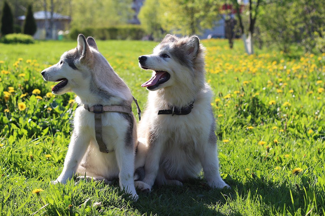 siberian husky puppies on green grass field