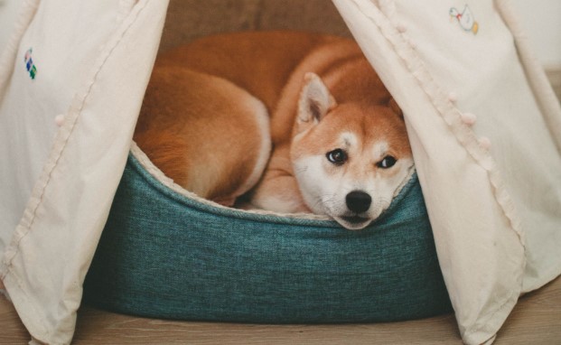 shiba inu dog lying on a dog bed