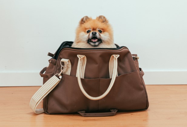 pomeranian dog in a brown bag