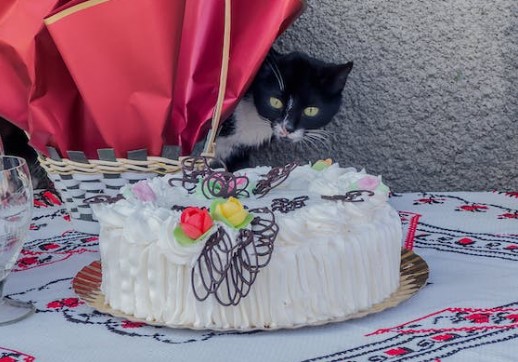 cat behind a cake