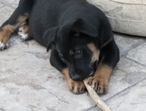 Unlocking the Benefits of Dental Food for Dogs: How to Keep Your Furry Friend’s Teeth Strong and Healthy