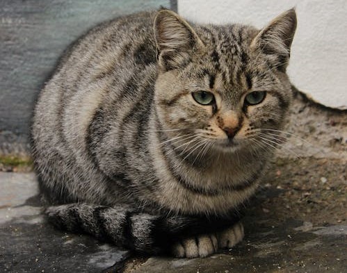 fat tabby cat lying on the ground