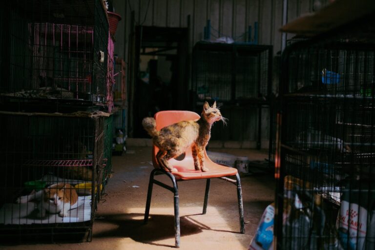 cat standing on red plastic chair in animal shelter