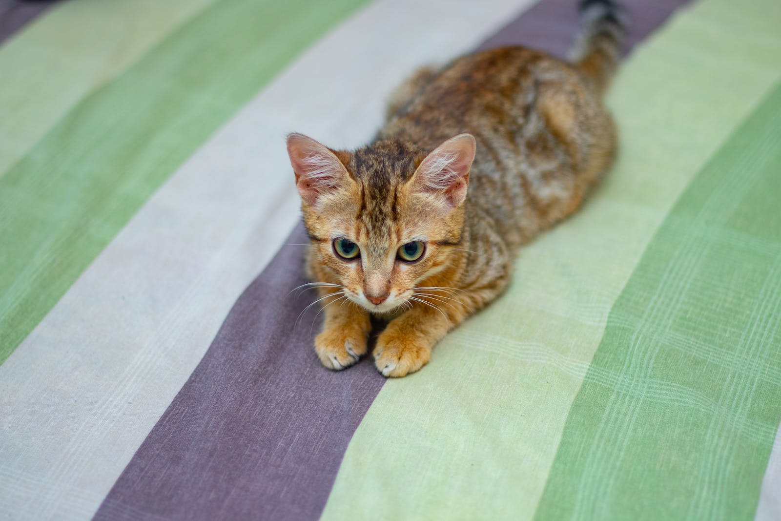 portrait of cute kitten
