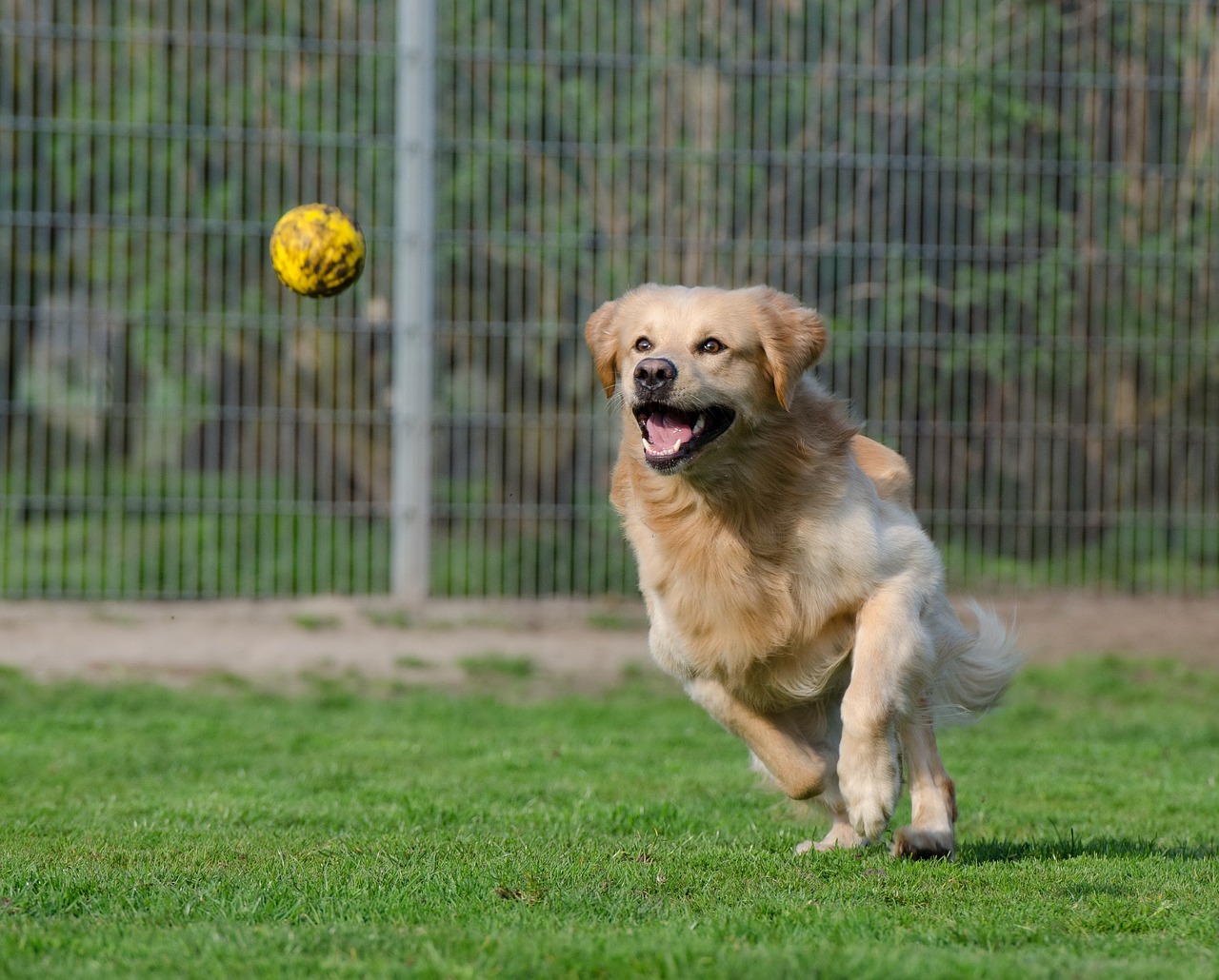 golden retriever playing with a ball at dog boarding