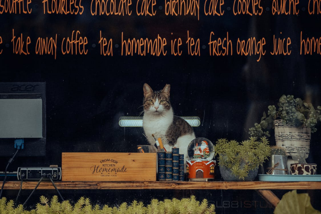 cat sitting in a café window