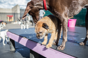 The Benefits of Dog Day Care for Busy Pet Owners