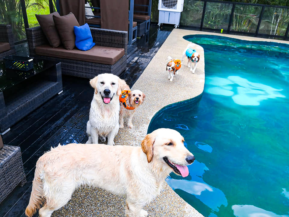 the wagington dog pool
