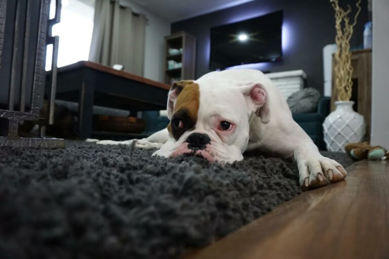 dog lying down on carpet