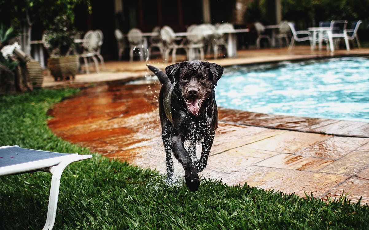 wet black dog beside swimming pool
