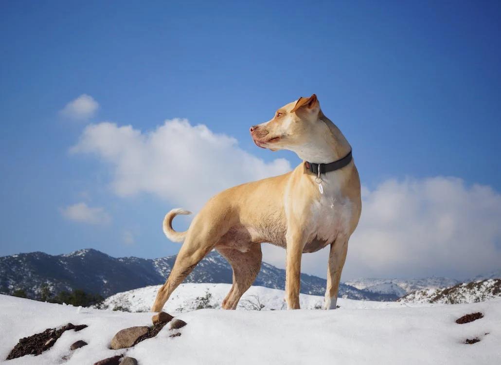 dog with collar on a snow field