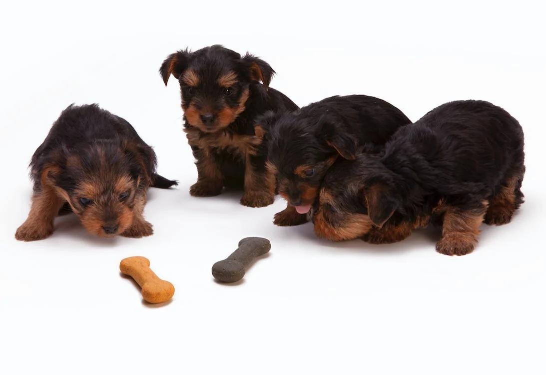 yorkshire terrier puppies looking at 2 dog treats