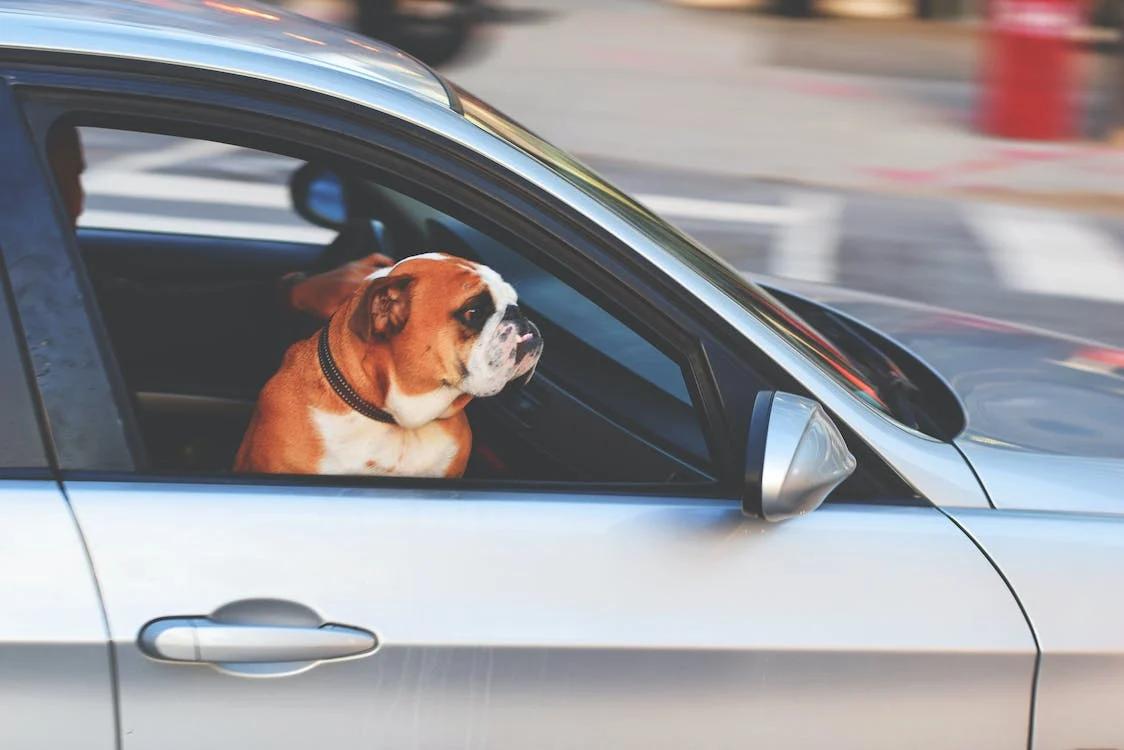 pet dog peeking out of car window