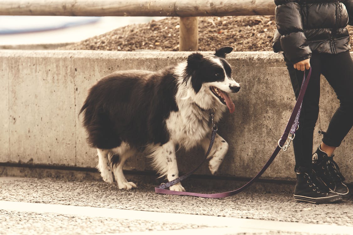 leashed dog standing on the side of a concrete road