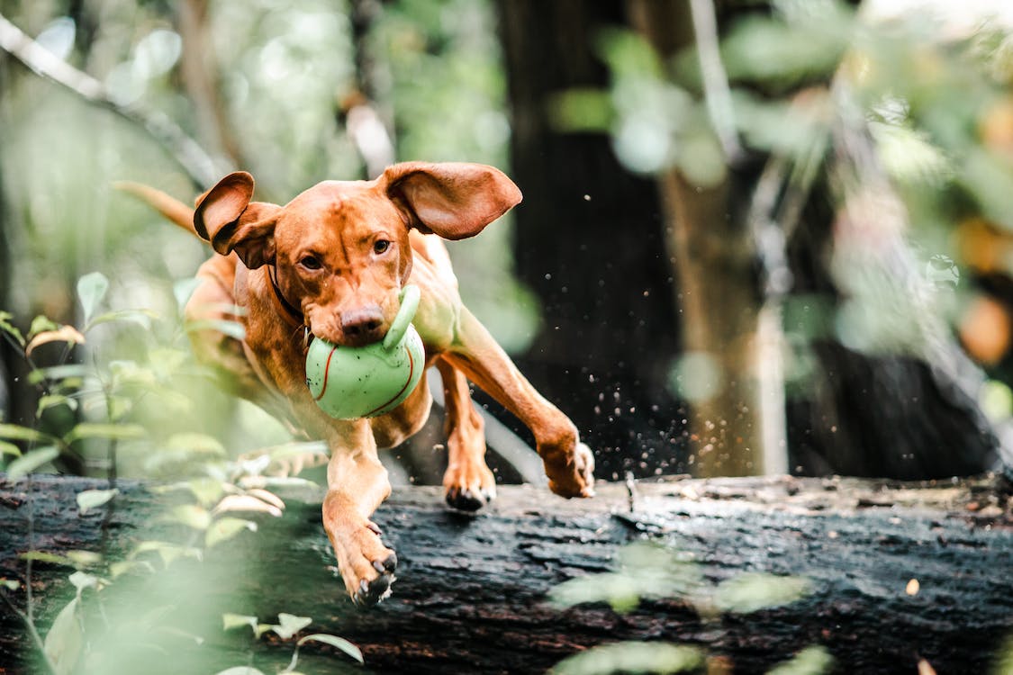 dog with toy ball in mouth jumping over tree trunk