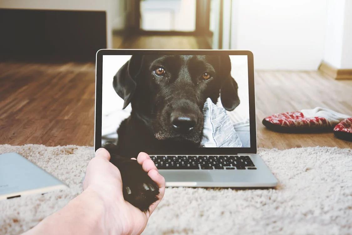 laptop screen displaying pet labrador retriever