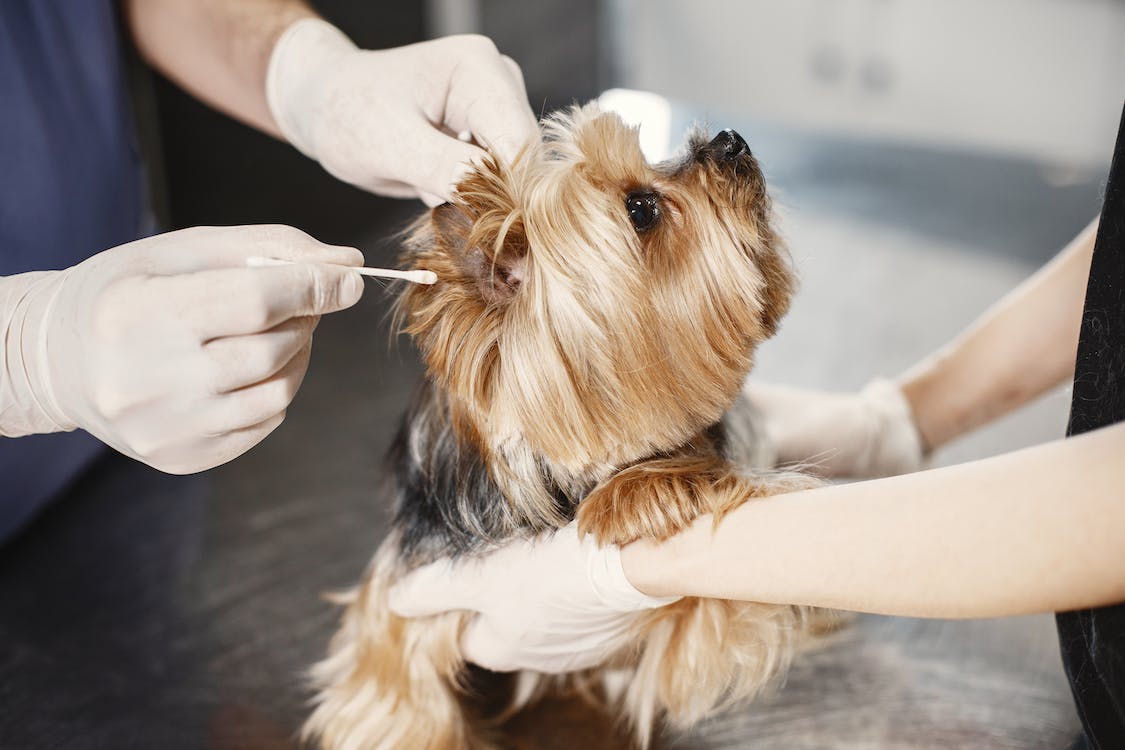 small dog getting ears cleaned by vet with cotton bud