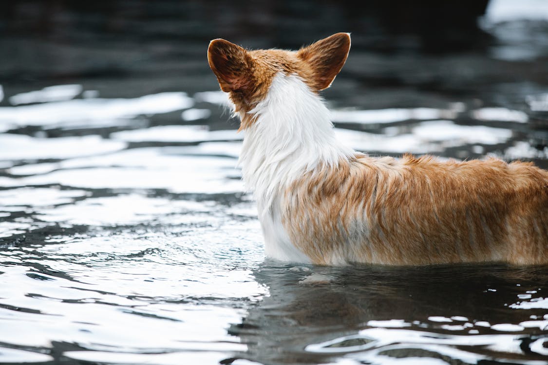 welsh corgi dog in a swimming pool