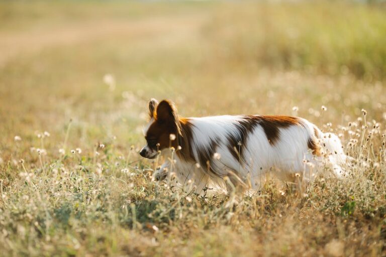 papillon dog walking on meadow