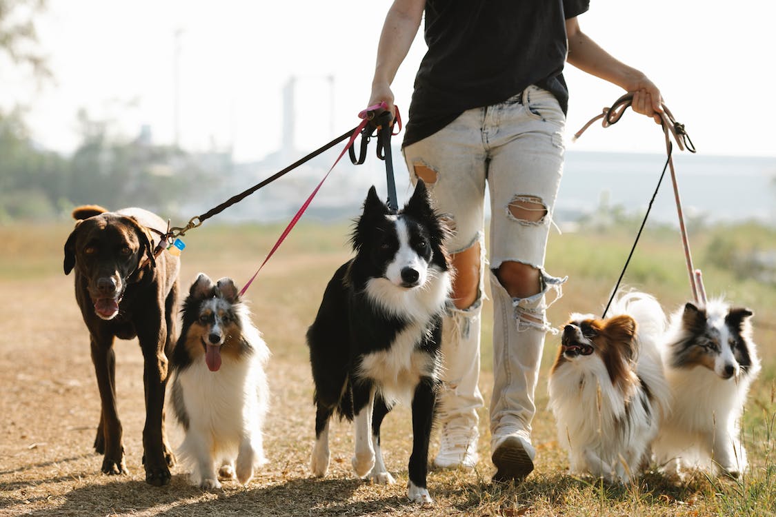 woman walking many dogs at countryside