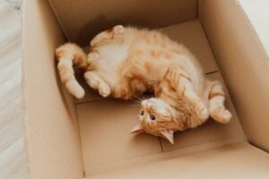 Unveiling the Secrets of Odour Control: How to Keep Your Cat’s Litter Box Fresh