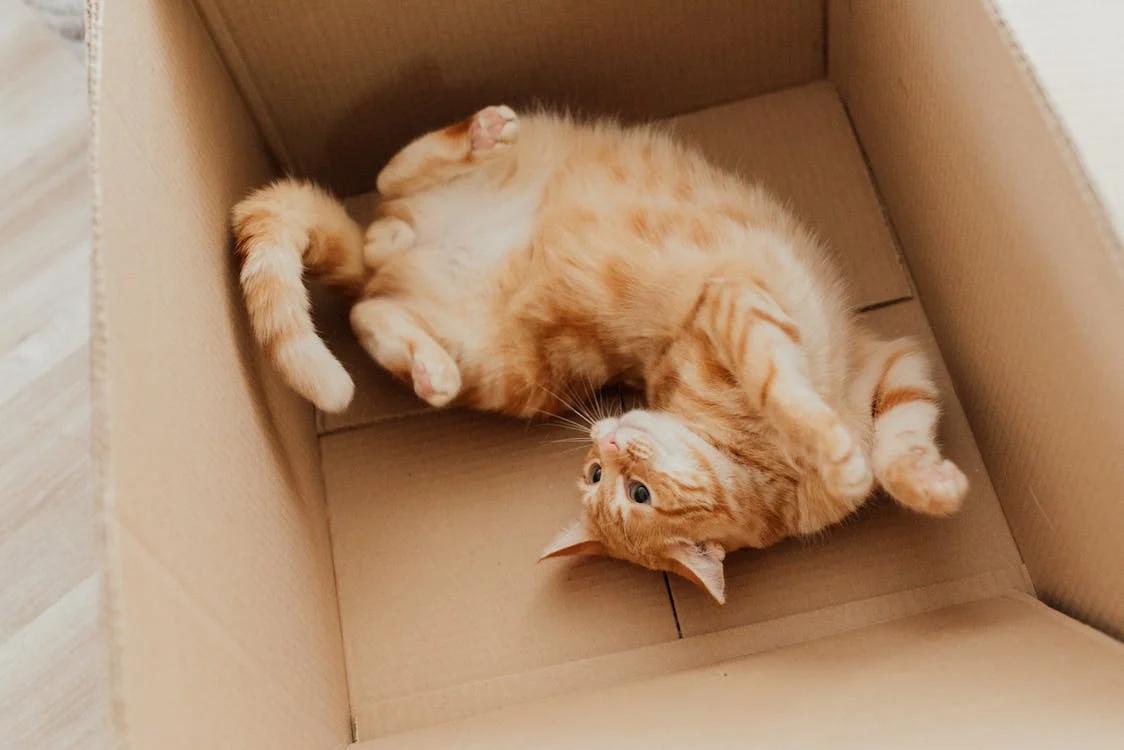 orange tabby cat lying in a cardboard box