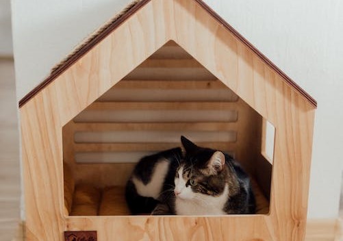 black and white tabby cat in a wooden house