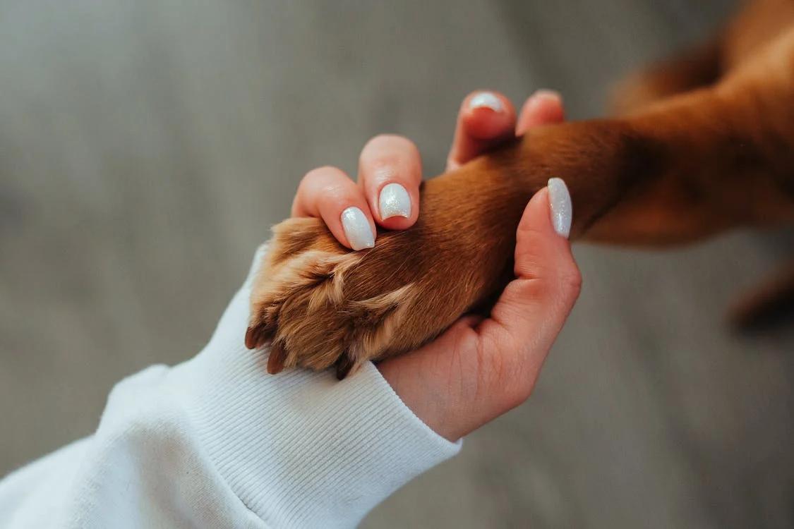 woman's hand holding paw of dog