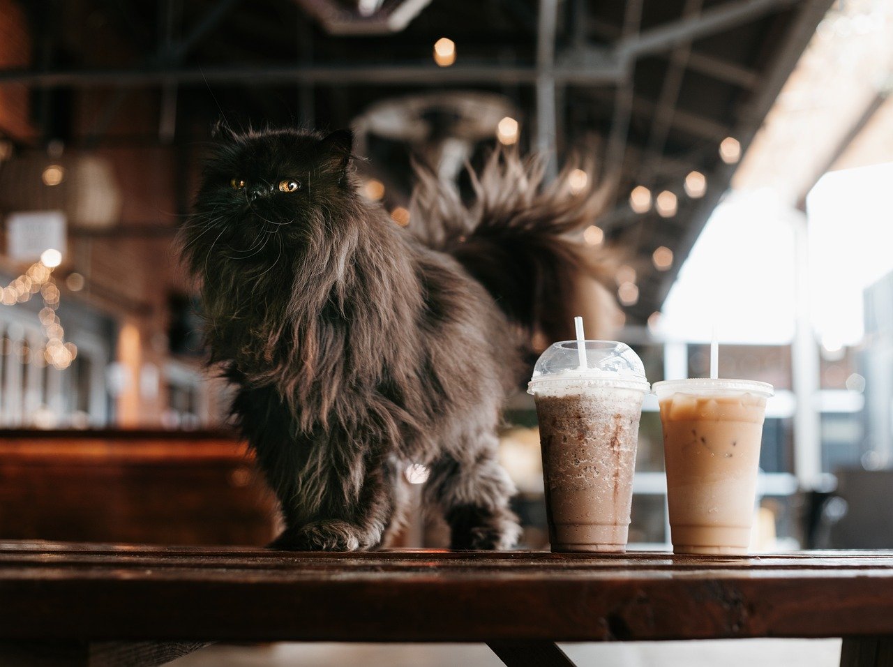 persian cat on pet friendly restaurant table with 2 cups of iced coffee