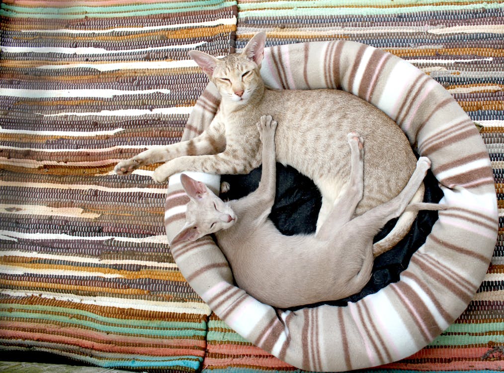 two grey short fur cats lying in a cat bed