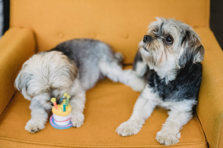 dogs on armchair with cake