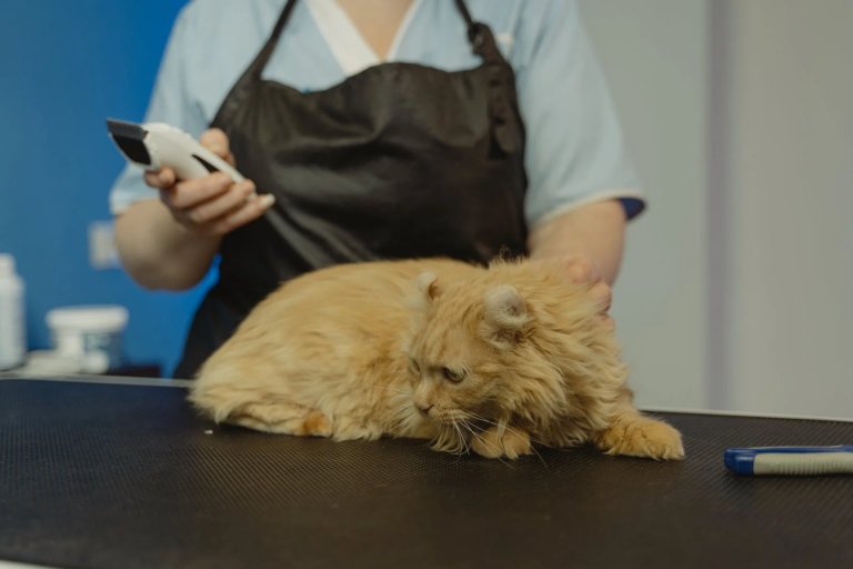 cat getting its fur groomed