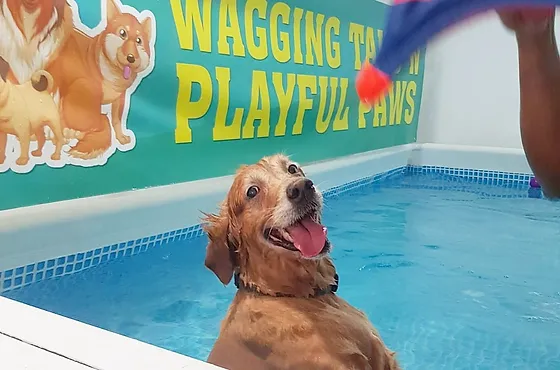 wagging tails n playful paws dog pool