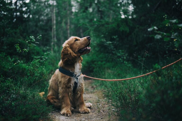 english cocker spaniel dog taken on a walk