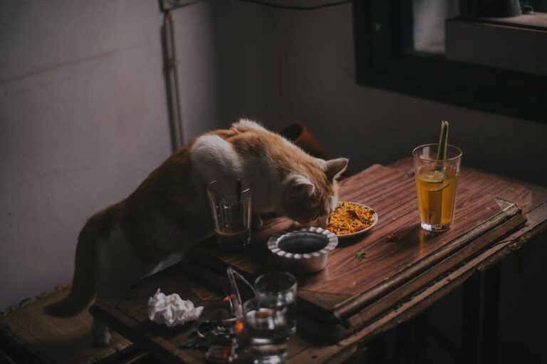 cat eating food on platter placed on table