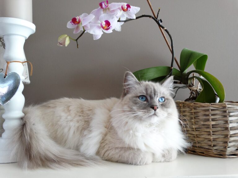 maine coon cat beside brown wicker basket