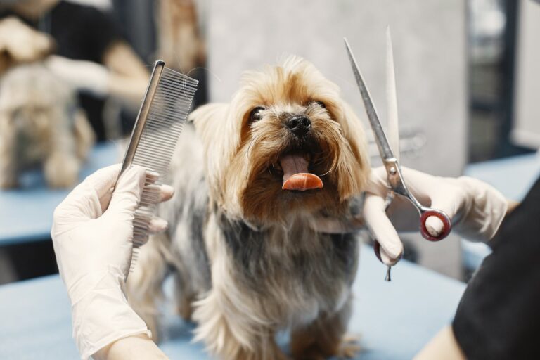 dog getting a haircut