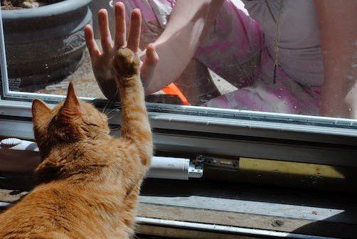 cat and girl touching hands through a window