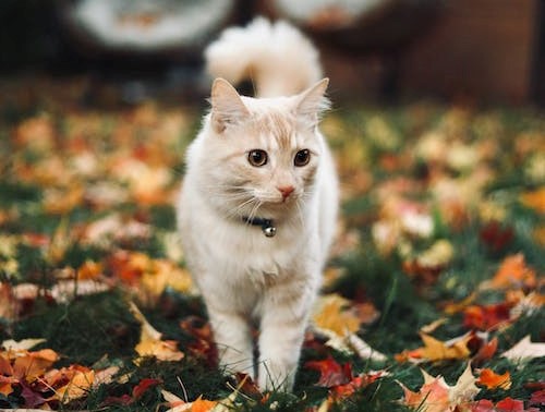 cat walking in a garden