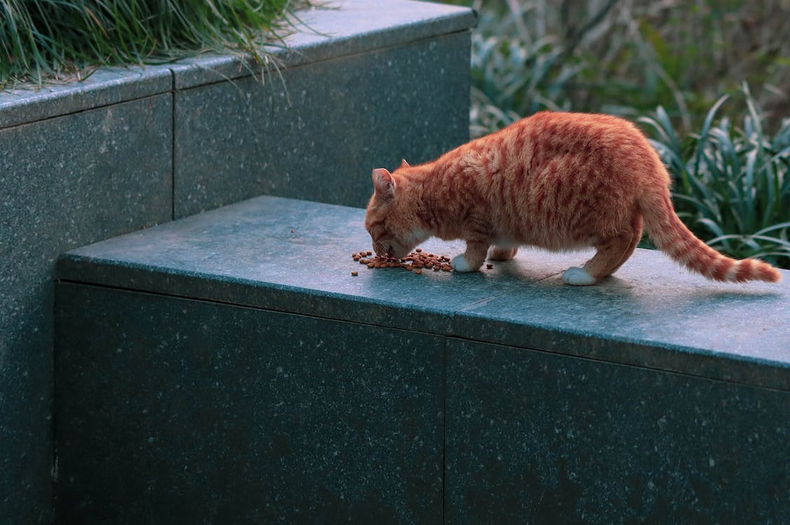 tabby cat eating kibble